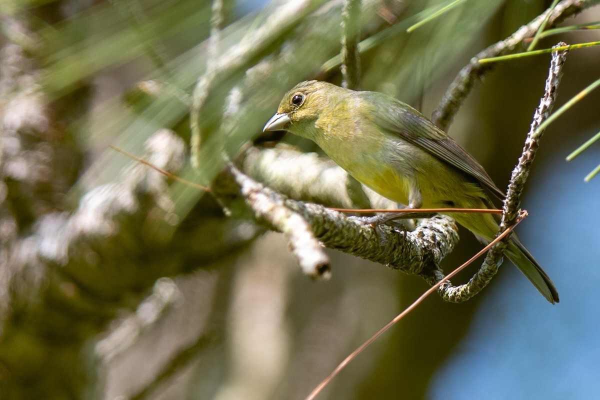 Painted Bunting - ML637270447