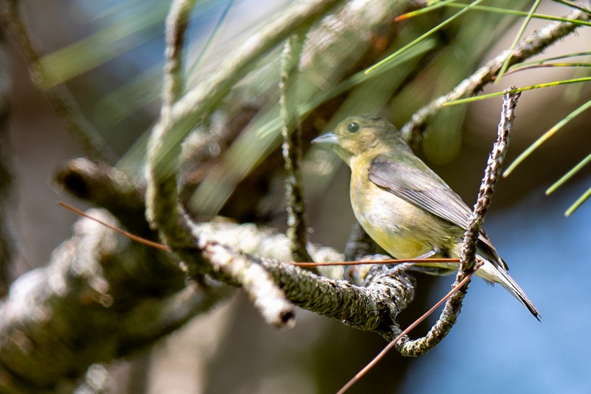 Painted Bunting - ML637270449