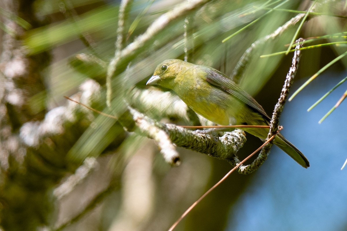 Painted Bunting - ML637270450