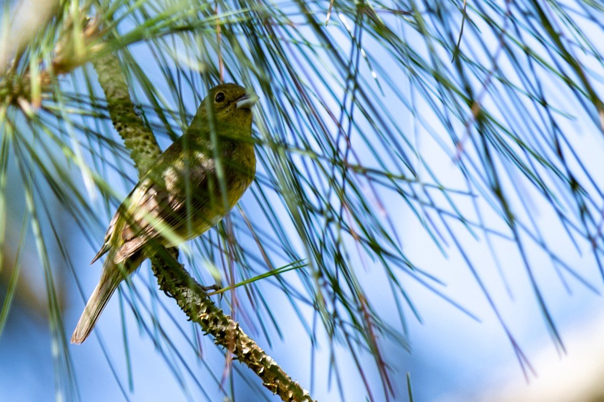 Painted Bunting - ML637270452