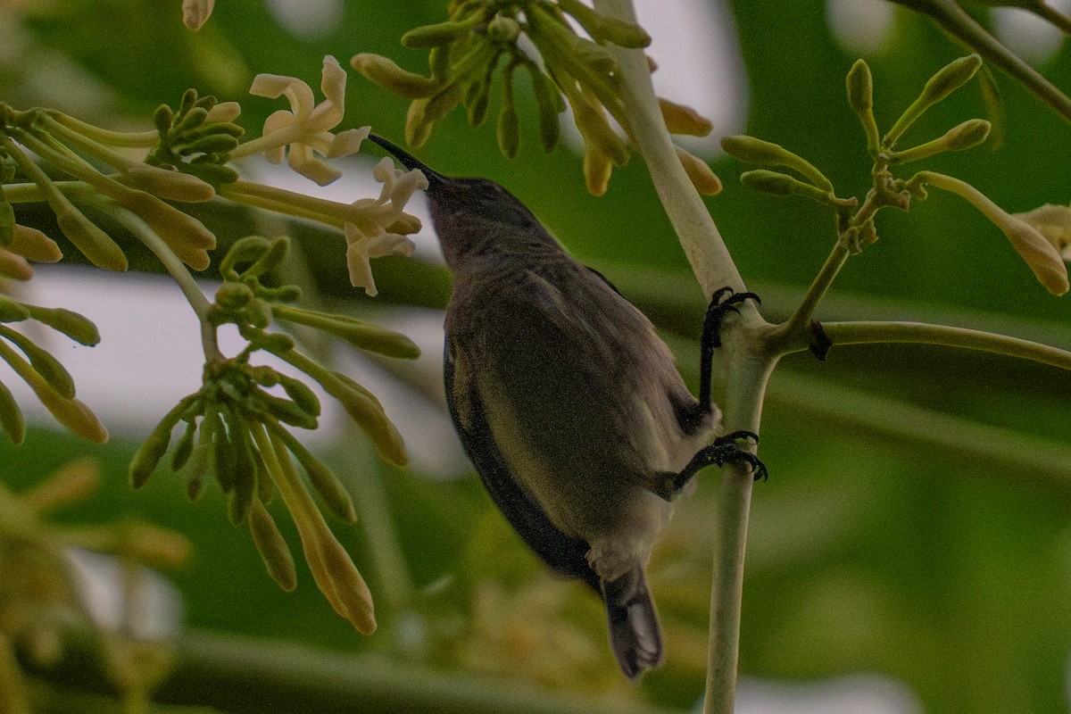 Seychelles Sunbird - ML637270593