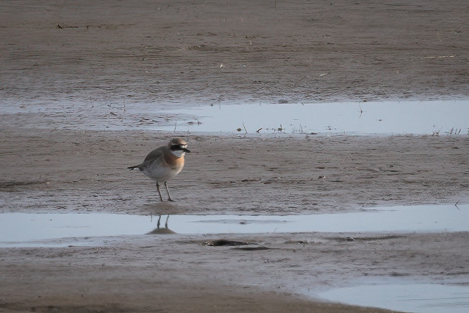 Siberian Sand-Plover - ML637270600