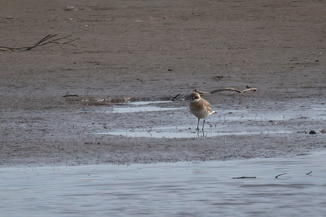 Siberian Sand-Plover - ML637270601