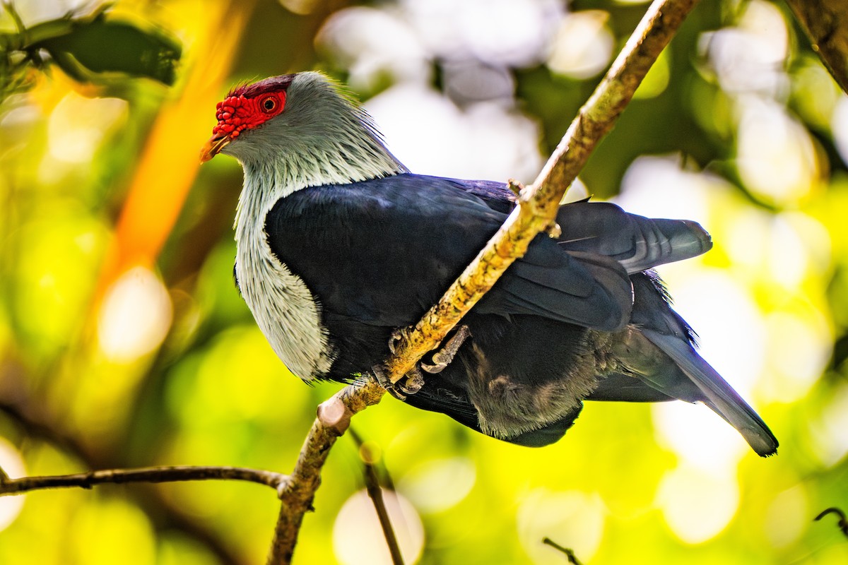 Seychelles Blue-Pigeon - ML637270667