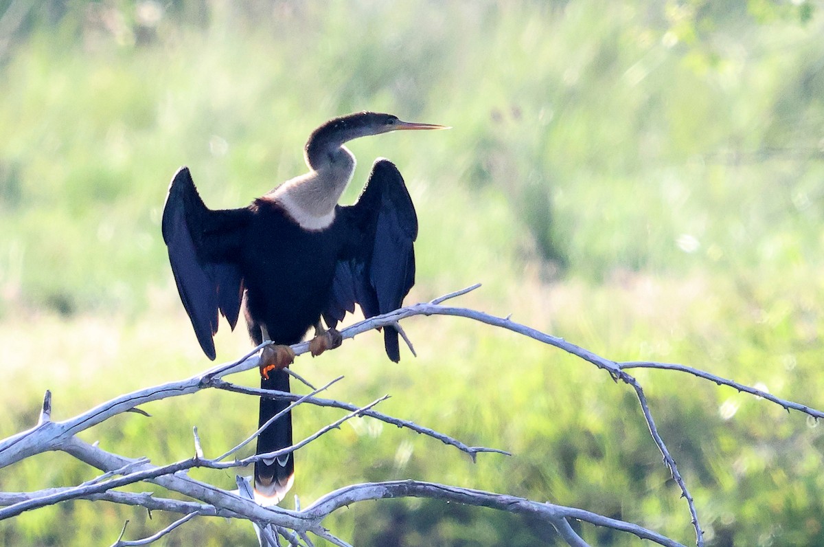 Anhinga - ML637270717