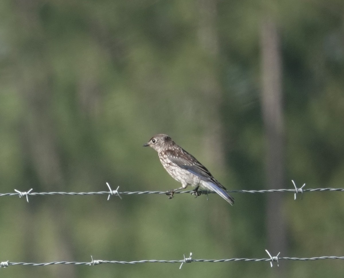 Eastern Bluebird - ML637270780