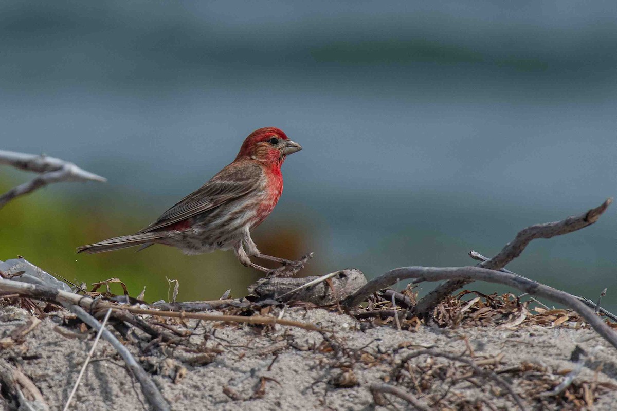 House Finch - ML637270796