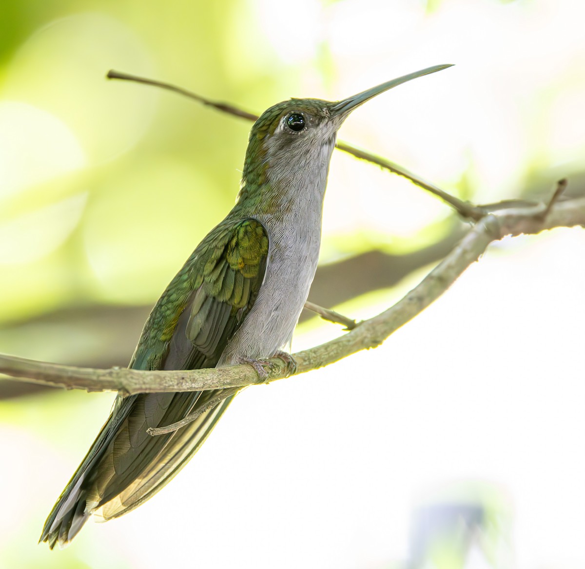 Gray-breasted Sabrewing - ML637270809