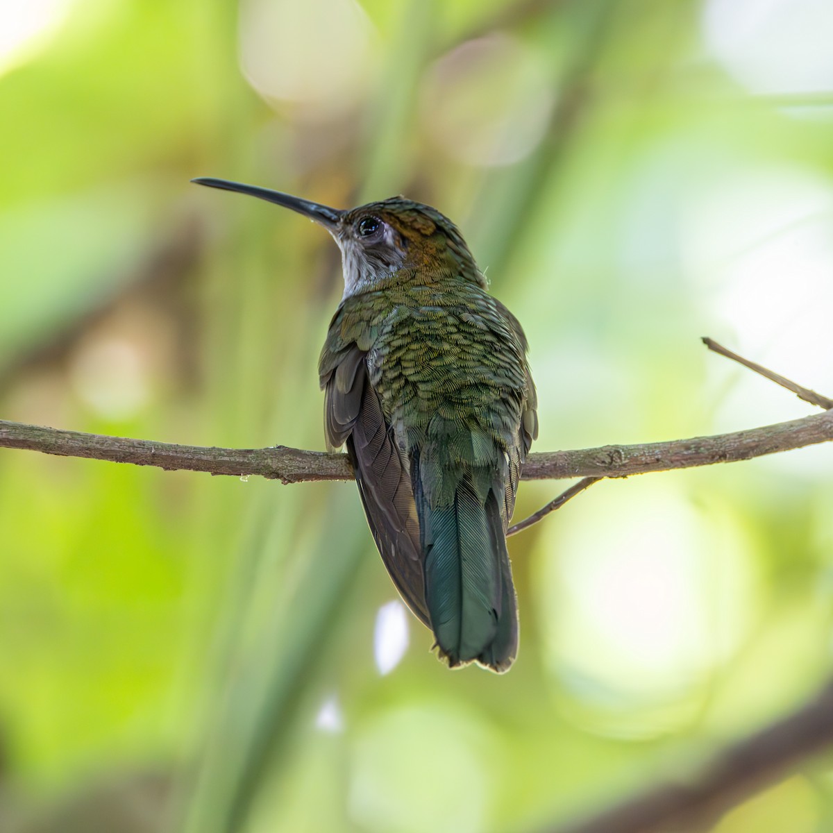 Gray-breasted Sabrewing - ML637270810