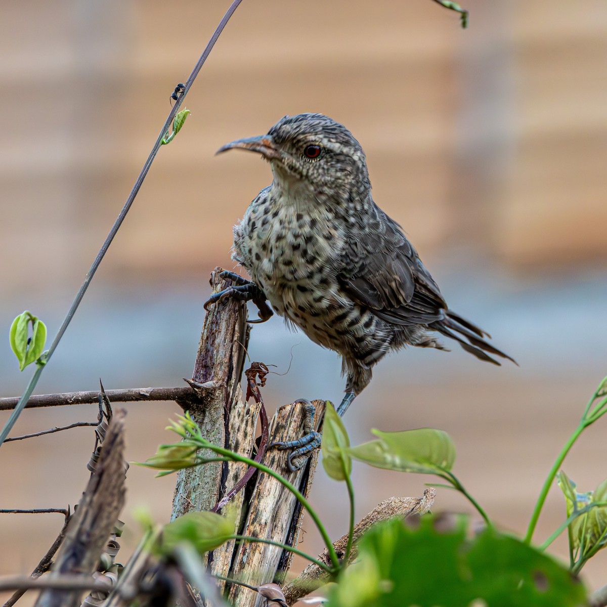 Thrush-like Wren - ML637270881
