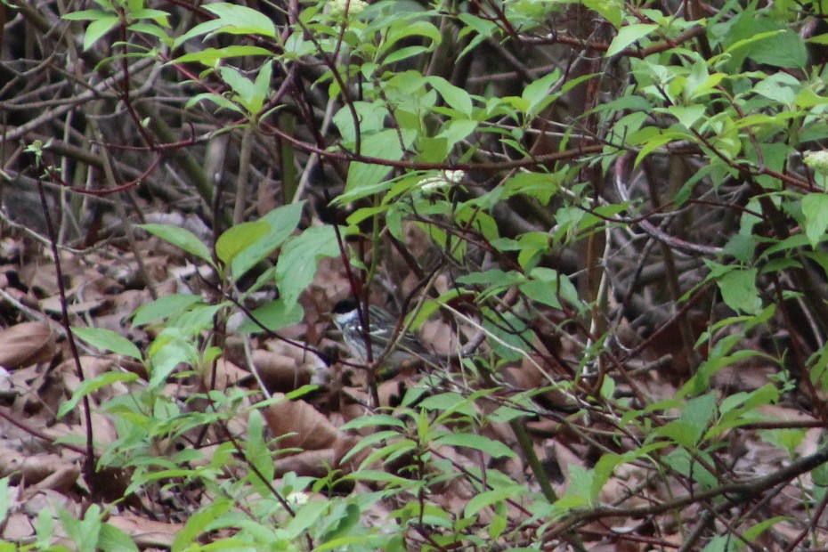 Blackpoll Warbler - ML637270902