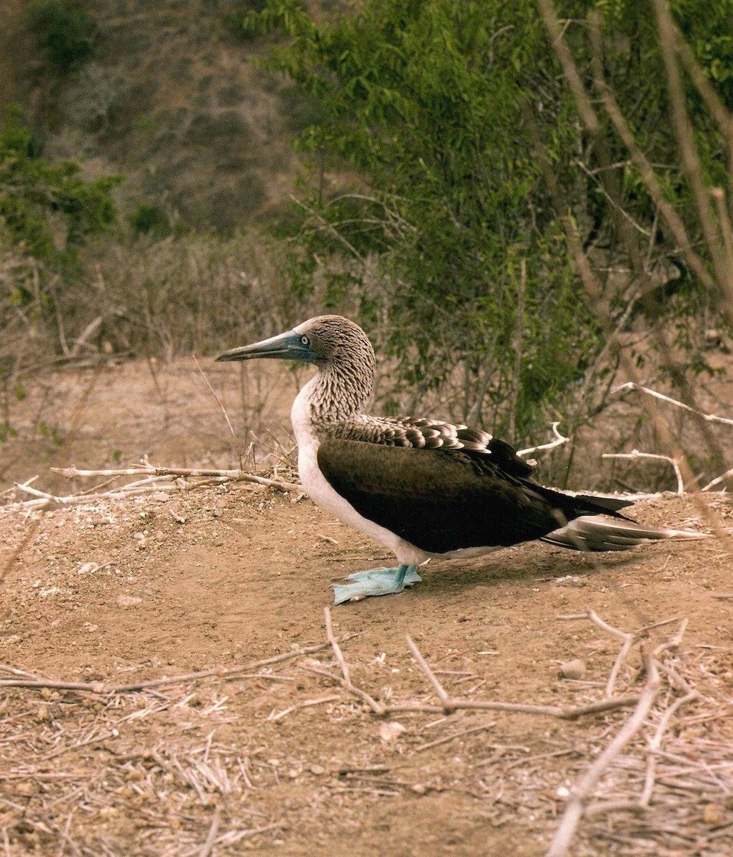 Blue-footed Booby - ML637271030