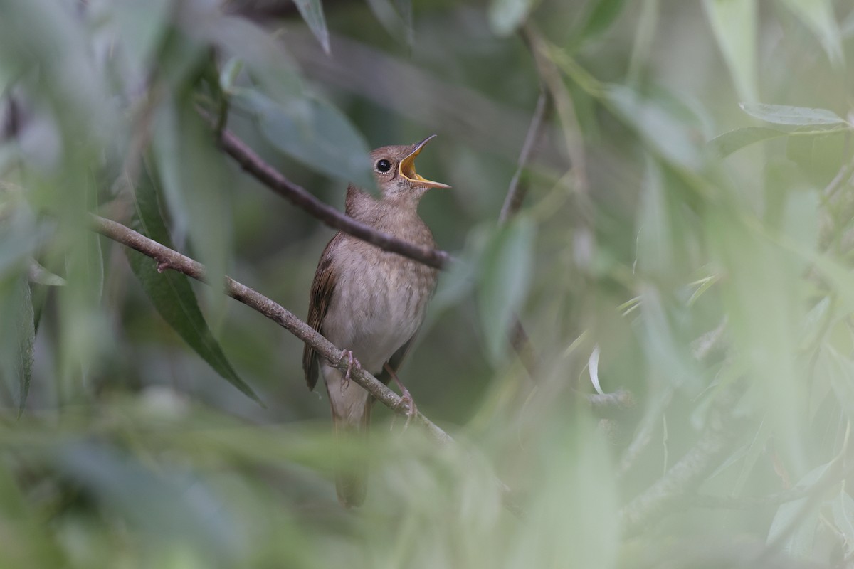 Usignolo maggiore - ML637271149