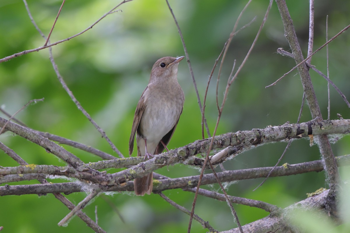 Usignolo maggiore - ML637271166