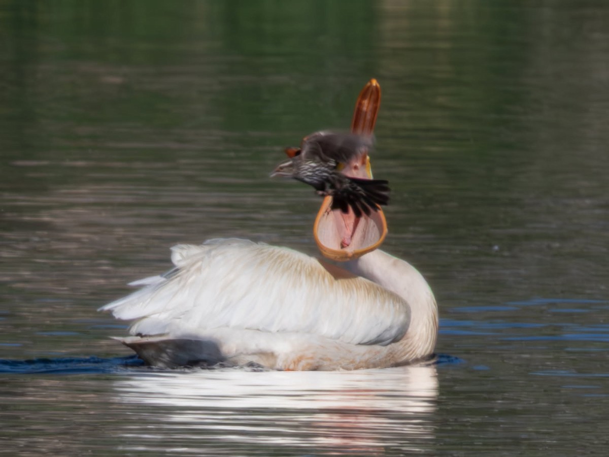 American White Pelican - ML637271207