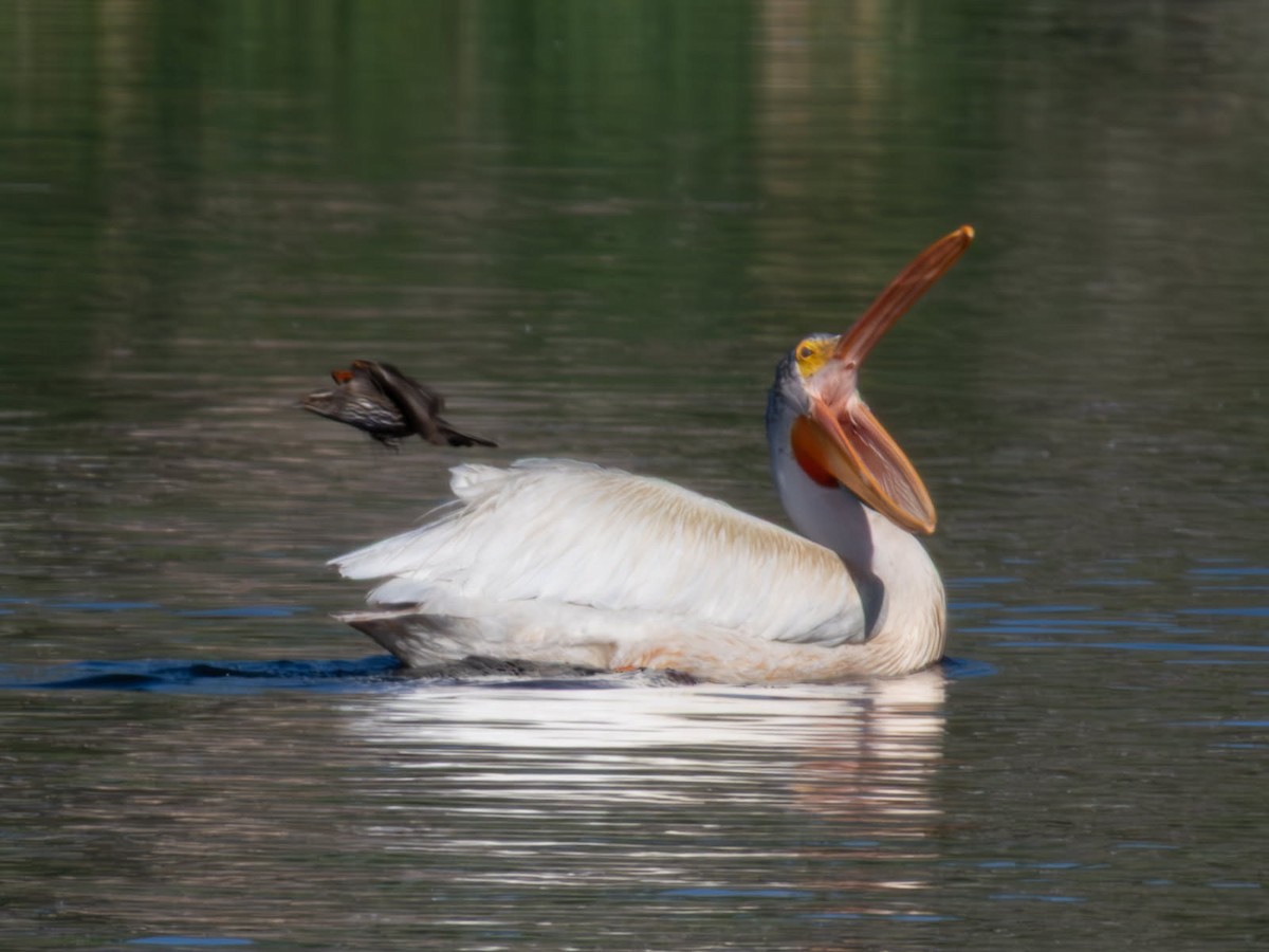 American White Pelican - ML637271208