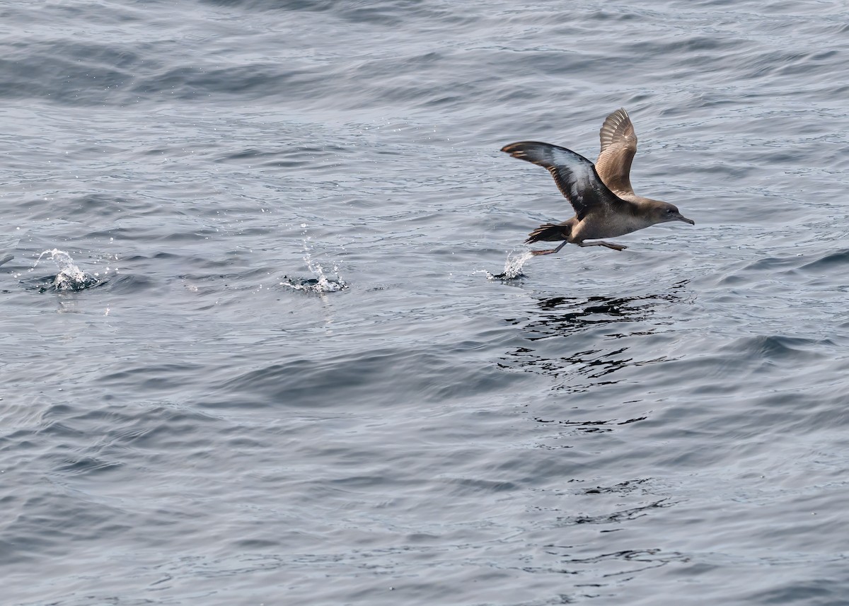 Sooty Shearwater - ML637271211