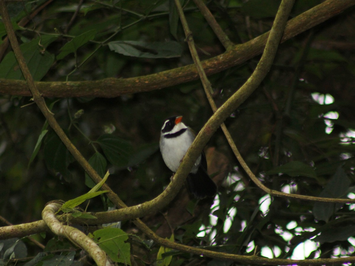 Saffron-billed Sparrow (Saffron-billed) - ML637271234
