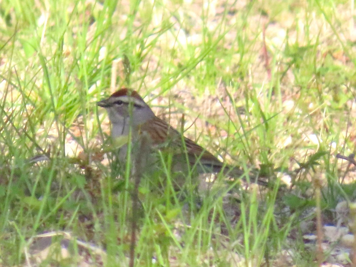 Chipping Sparrow - ML637271289