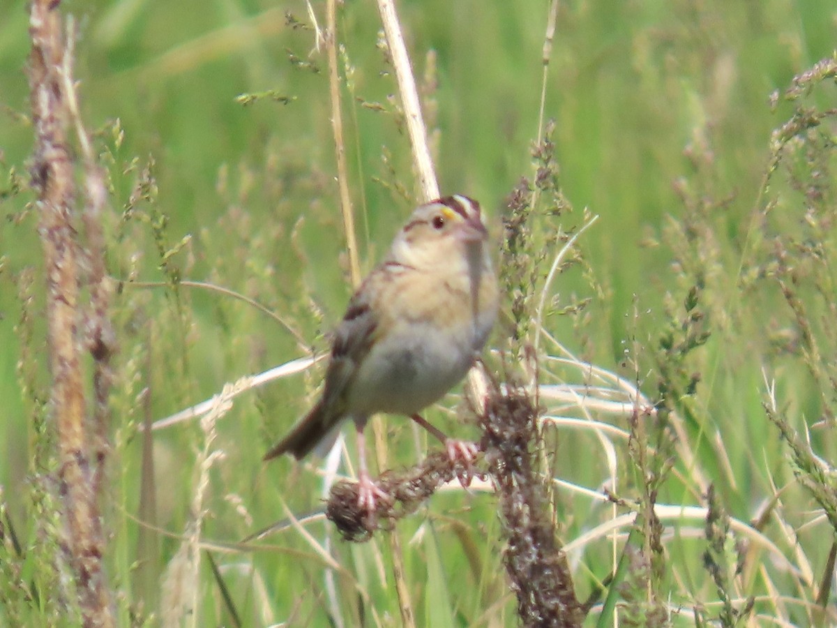 Grasshopper Sparrow - ML637271310