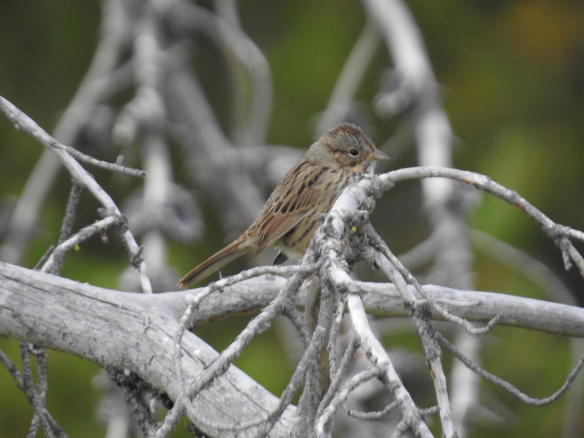 Lincoln's Sparrow - ML637271311