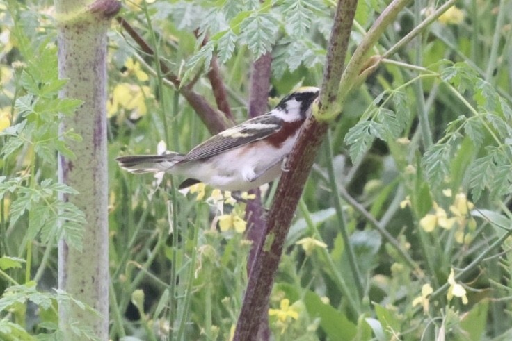 Chestnut-sided Warbler - ML637271315