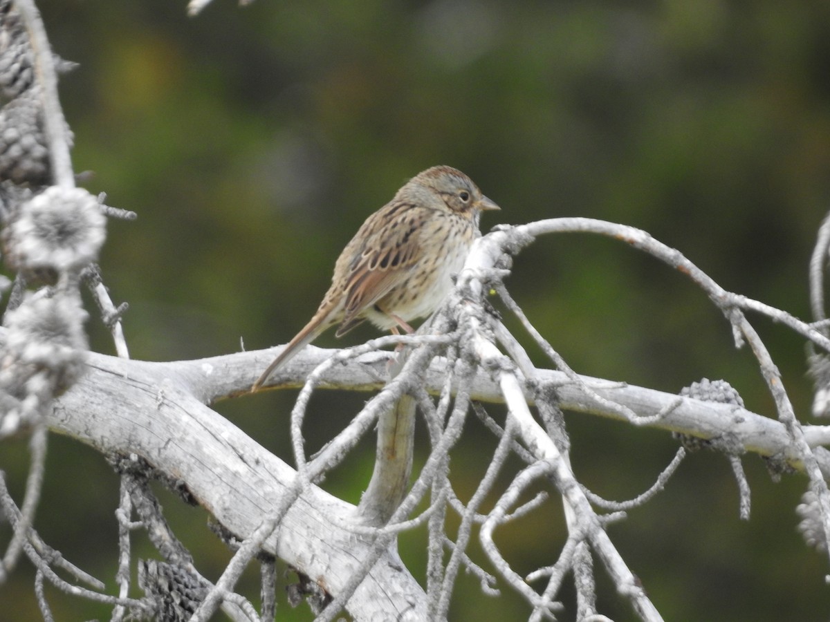 Lincoln's Sparrow - ML637271353