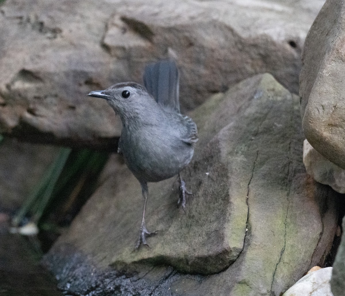 Gray Catbird - ML637271369