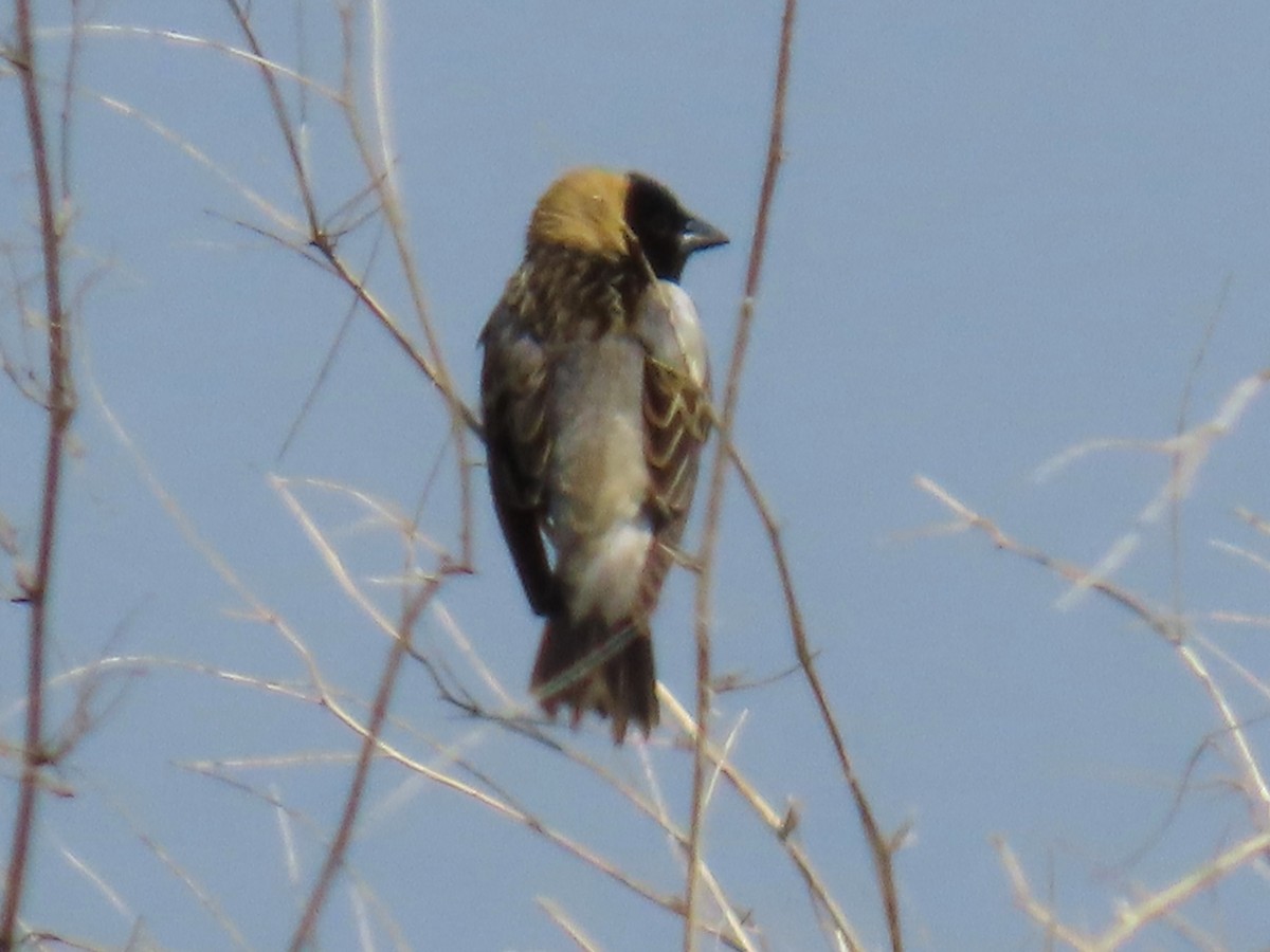 Bobolink - ML637271376