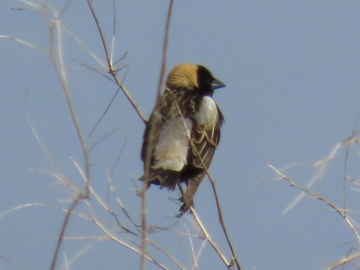 Bobolink - ML637271377