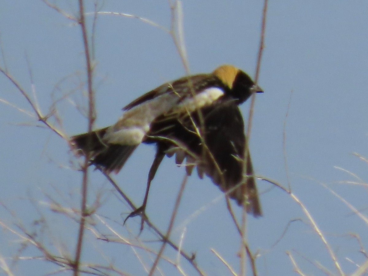 Bobolink - ML637271378