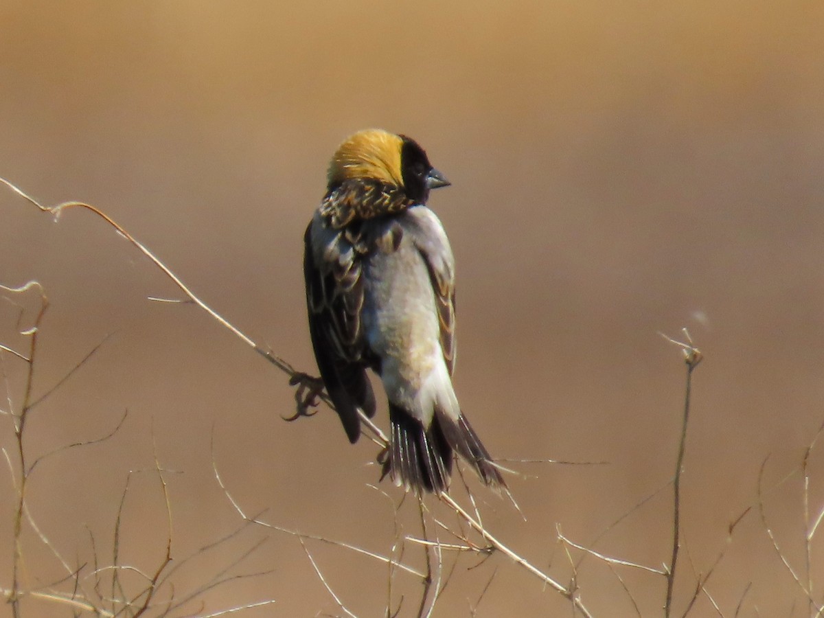Bobolink - ML637271380