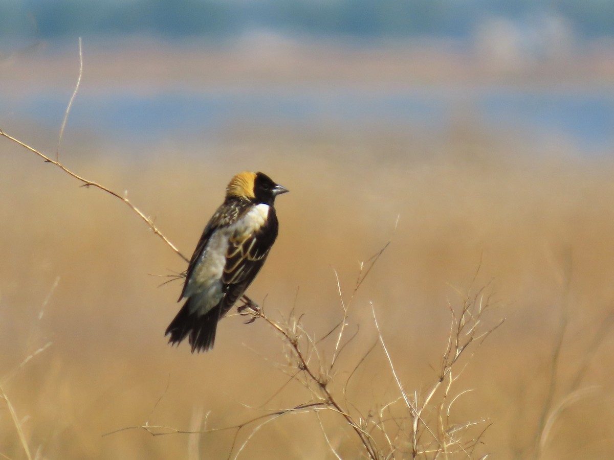 Bobolink - ML637271381