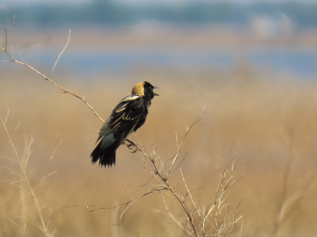 Bobolink - ML637271382