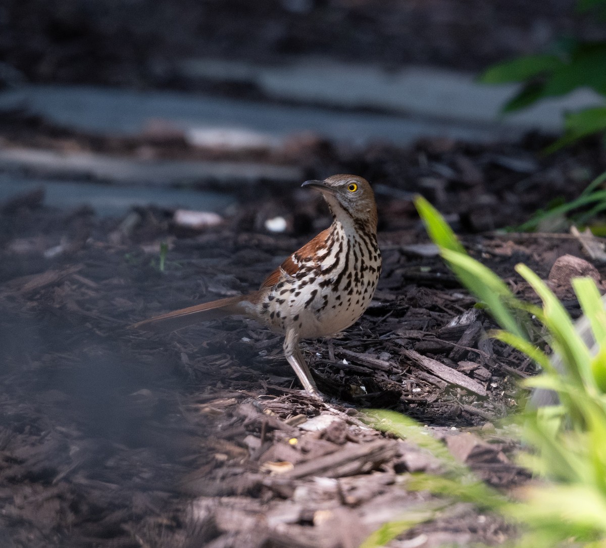 Brown Thrasher - ML637271393