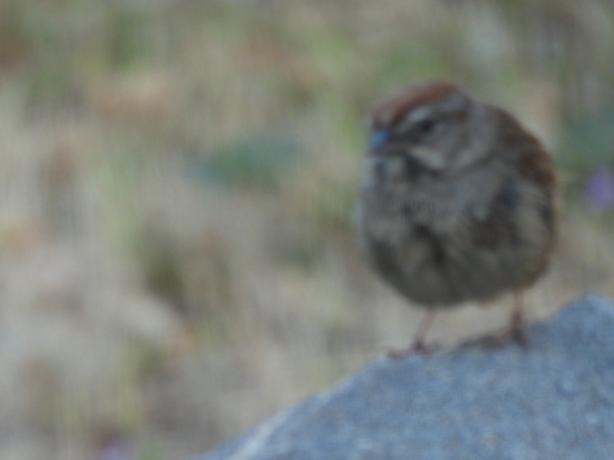 Animals - ML637271418