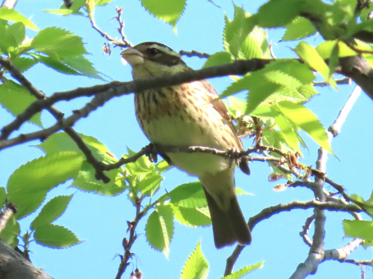 Rose-breasted Grosbeak - ML637271437