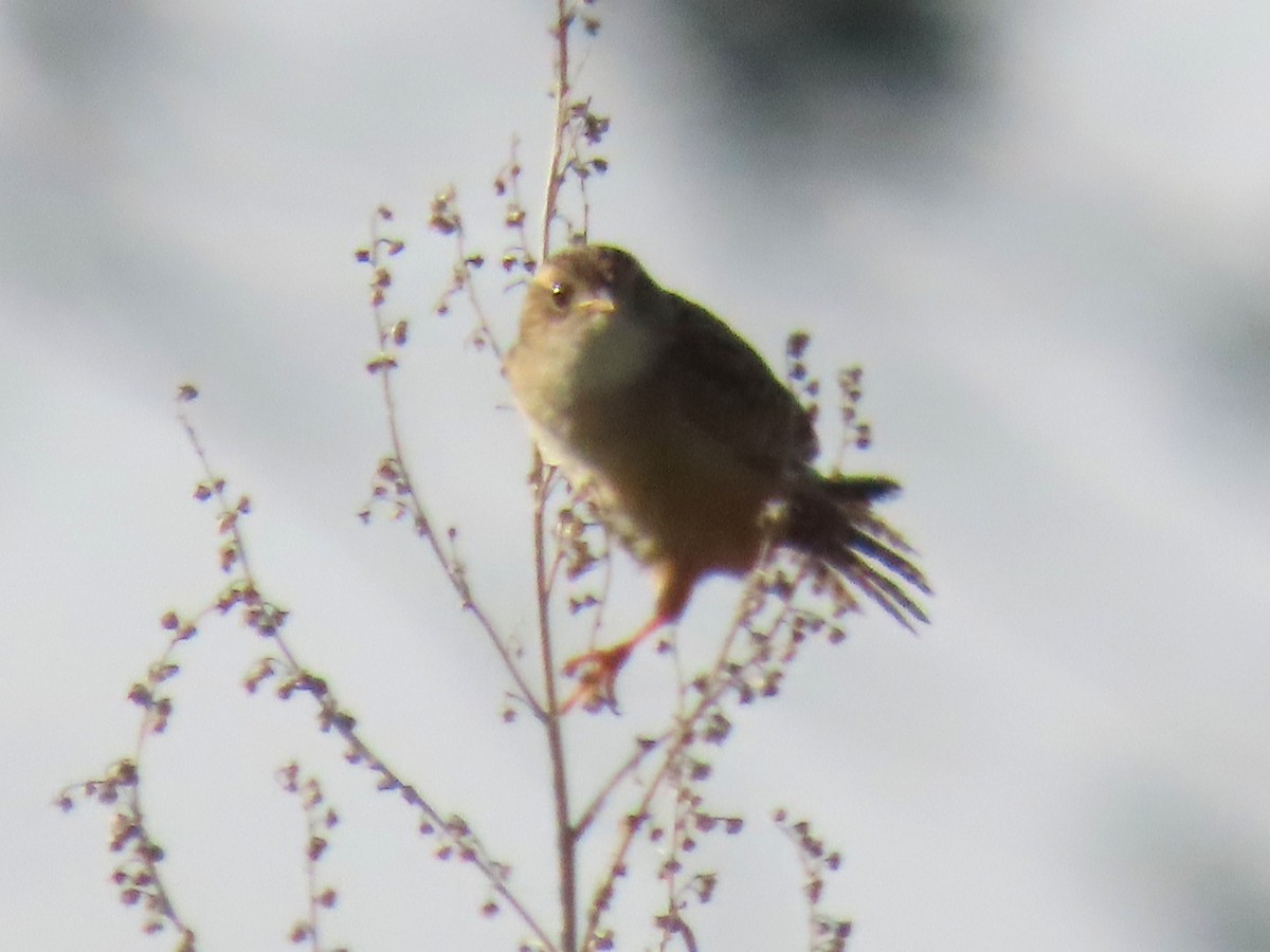 Sedge Wren - ML637271476