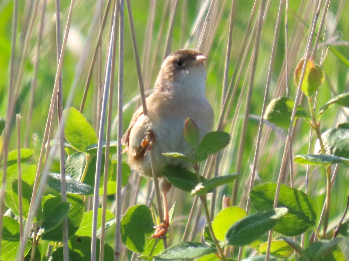 Sedge Wren - ML637271477