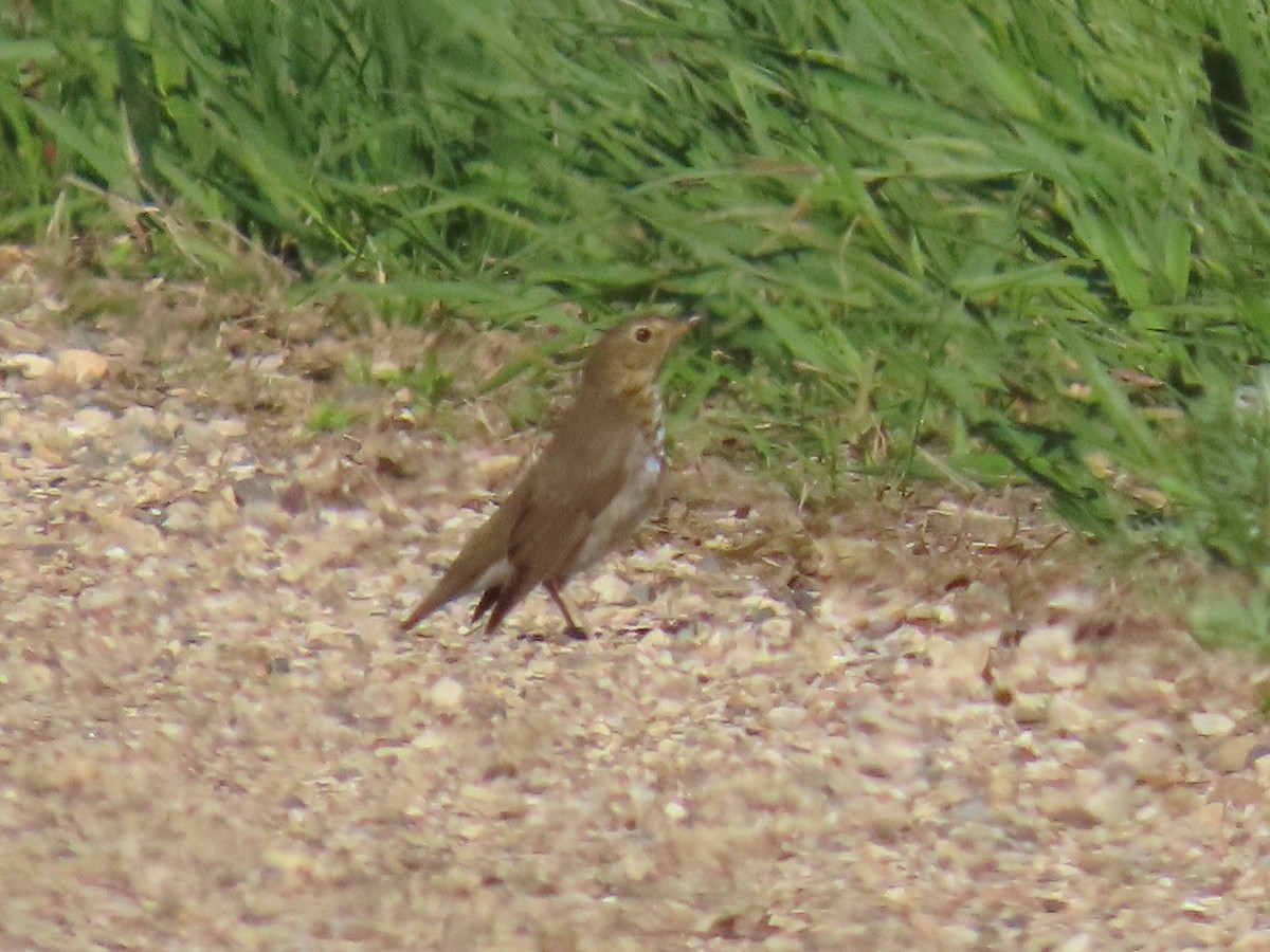 Swainson's Thrush - ML637271495