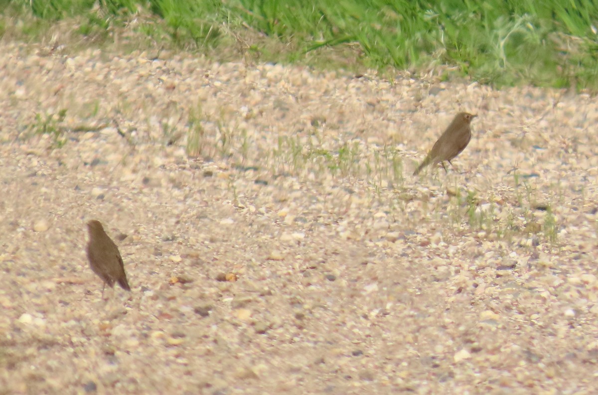 Swainson's Thrush - ML637271496