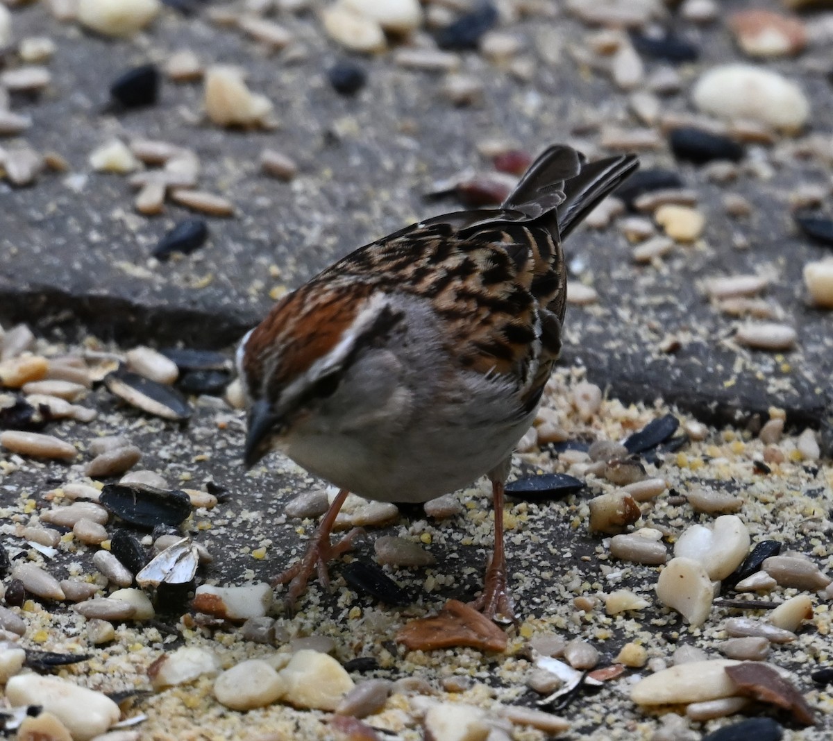 Chipping Sparrow - ML637271502