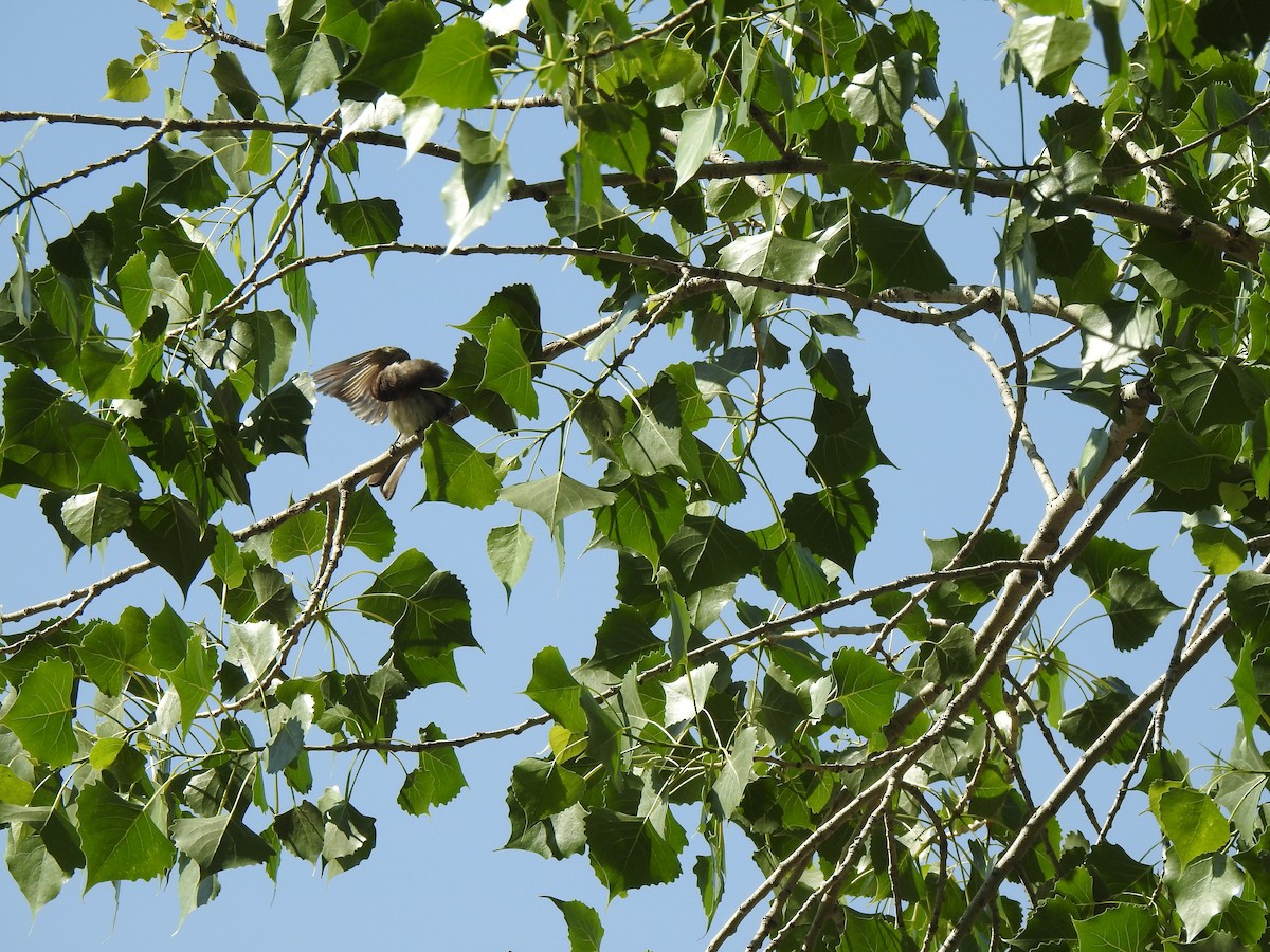 Eastern Phoebe - ML637271530