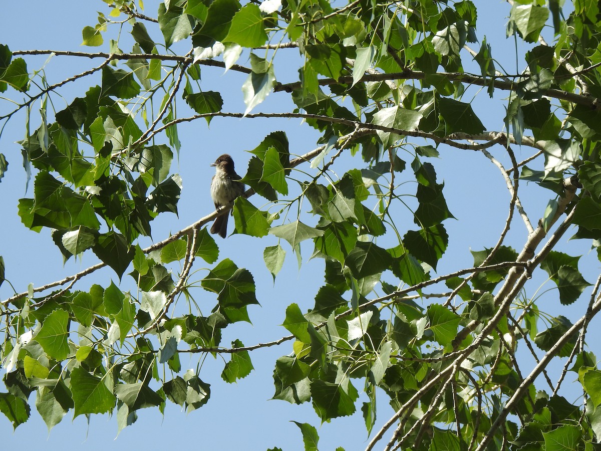 Eastern Phoebe - ML637271532