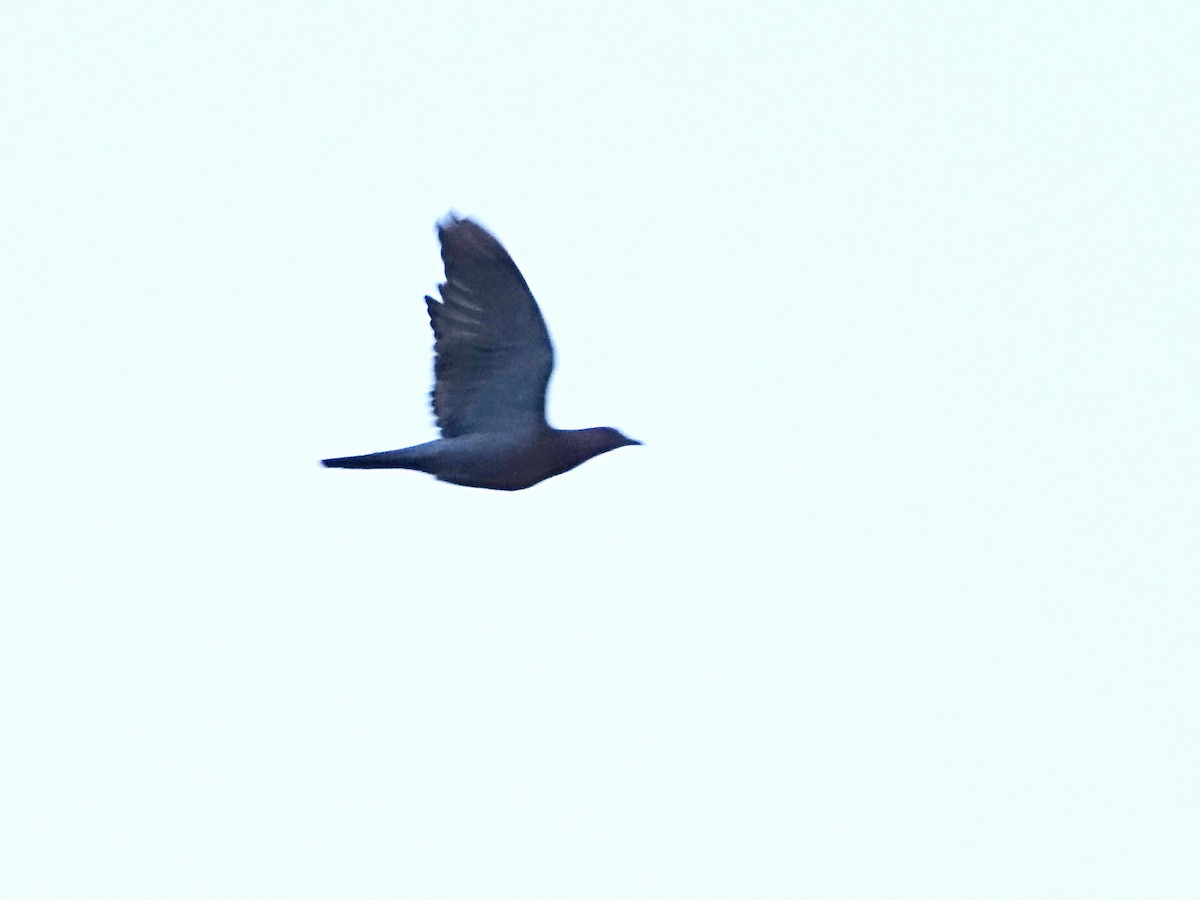 Plain Pigeon - ML637271533