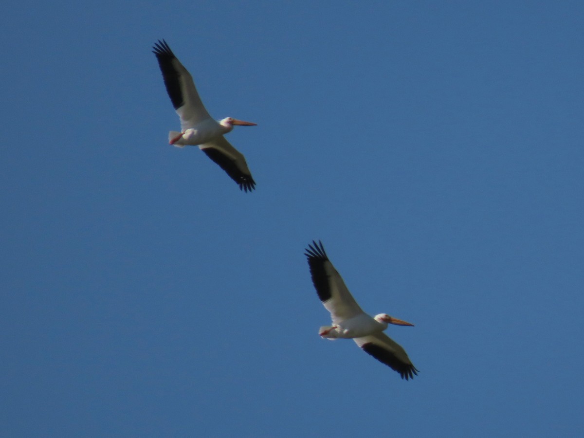 American White Pelican - ML637271547