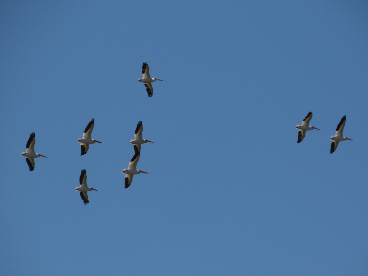 American White Pelican - ML637271548