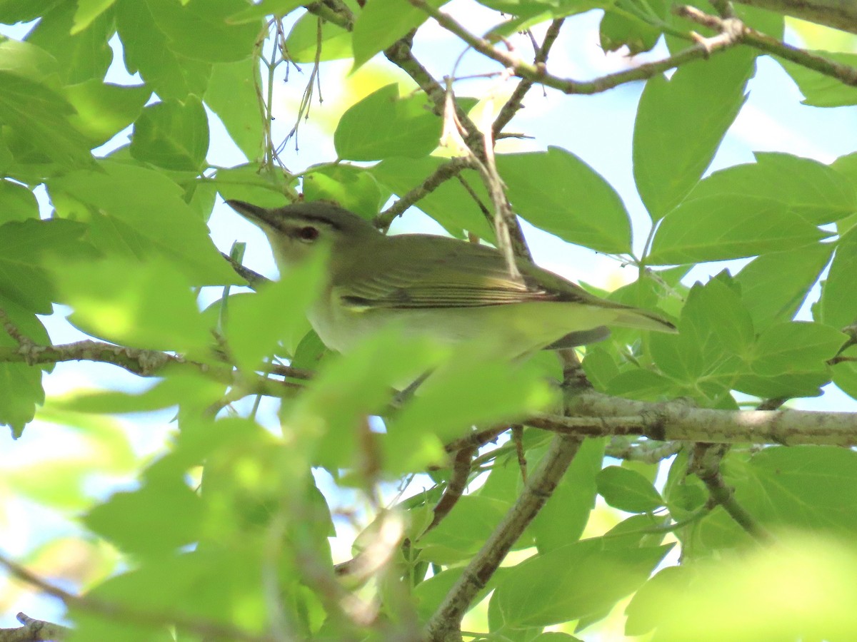 Red-eyed Vireo - ML637271592