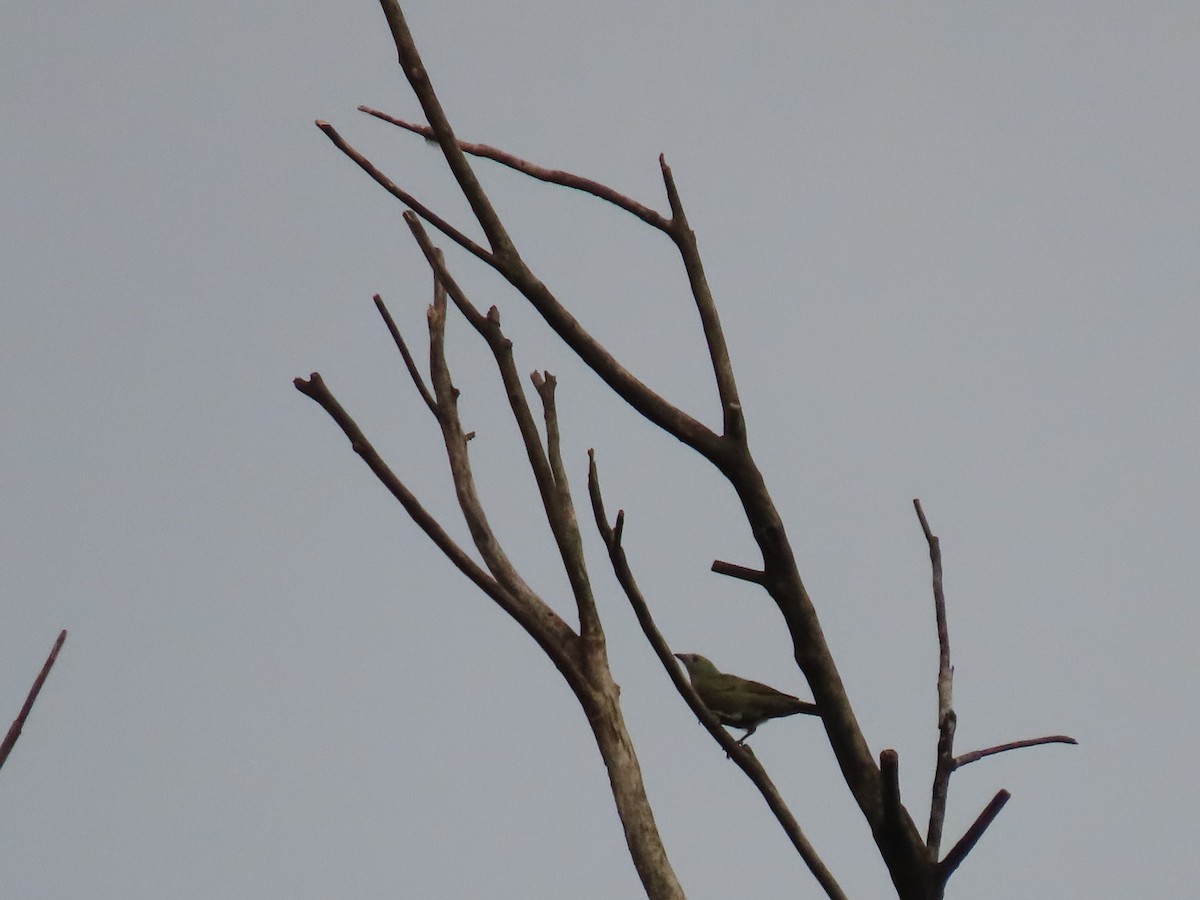 Palm Tanager - ML637271606