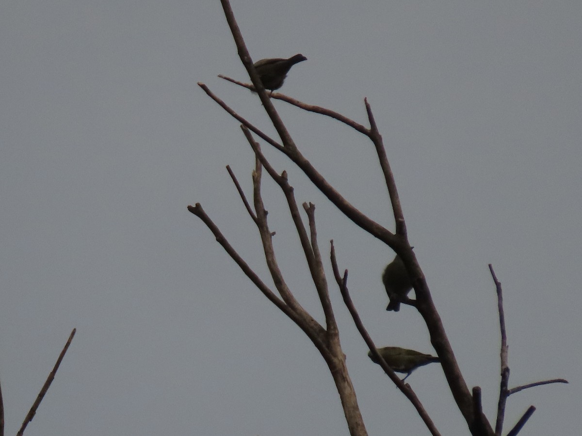 Palm Tanager - ML637271607